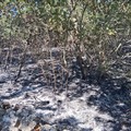 Grave incendio nel Bosco di Zio Venanzio a Ruvo, l'intervento delle Guardie Campestri