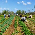 “Piantagrane ": sabato 28 settembre festa di strada a Ruvo di Puglia