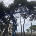 Pineta comunale di Ruvo di Puglia: in corso la manutenzione straordinaria