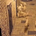 Ruvo di Puglia, gatti in pericolo: branchi di cani randagi in circolazione notturna