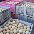 Ottanta quintali di meloni diventano solidarietà: la grande rete della provvidenza parte da Ruvo di Puglia