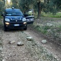 Metronotte, sventato furto di olive in contrada canale San Francesco