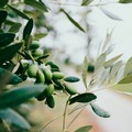 Xylella Fastidiosa, controlli anche sul territorio di Ruvo di Puglia