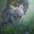 Probabile presenza di un lupo nella aree rurali di Ruvo di Puglia