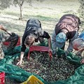 Campagna olearia, crollo del 50%