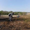 Abbatte 85 querce nel parco nazionale dell'Alta Murgia, scoperto dai forestali di Ruvo