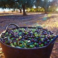 Predoni nelle campagne del Barese, Longo:  "Non lasciamo soli gli olivicoltori "