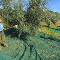 Allarme Xylella, Coldiretti invita anche i Comuni alla profilassi