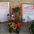 Inizia oggi a Ruvo  "Rose & Rosati, ecco gli eventi della giornata