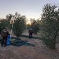 Sventato l'ennesimo furto di olive a Ruvo di Puglia, recuperati 5 quintali