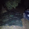 Sventato un furto di olive nelle campagne di Ruvo di Puglia, ladri in fuga