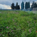 Erba infestante allo stadio comunale, lo sdegno di Piero Paparella