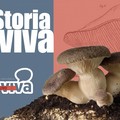 Storia Viva - Il fungo Cardoncello di Ruvo: storia, cultura e scienza tra le Murge