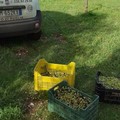 Sventato un furto di olive in località Belmonte a Ruvo di Puglia