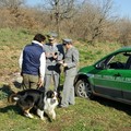 Raccoglievano i tartufi con tesserini falsi