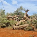 La Xylella si  "mangia " al 42 ulivi nel Barese: è allarme