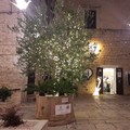 A Ruvo di Puglia l'albero di Natale è un ulivo