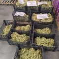 150 chili di uva che il mercato non ha voluto, il dono che ha fatto la differenza
