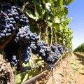 Stangata Coronavirus, Coldiretti presenta il Piano Salva Vigneti