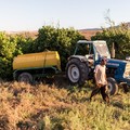 Incidente nelle campagne ruvesi, muore un agricoltore