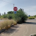 Rotatoria strada provinciale Ruvo - Calendano pericolosa