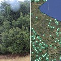 La Puglia terra di patriarchi verdi: 216 alberi monumentali nell’elenco Masaf, c'è anche Ruvo