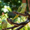 Pappagalli verdi in Puglia fanno razzia di frutta e mandorle: parte piano di monitoraggio