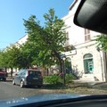 Albero spezzato in corso Carafa a Ruvo: continua il piano di monitoraggio del verde pubblico