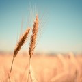 Al via in Puglia la Commissione Unica Nazionale sul grano duro