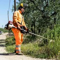 Contrasto alla Xylella, le attività a Ruvo di Puglia