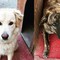 L’appello di Spinelli ai proprietari di cani: “Utilizziamo le aree di sgambamento”