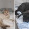 Due gatti vittime di pirati della strada: l'appello dell'ENPA di Ruvo