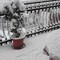 Neve su Ruvo, a breve ordinanza di chiusura scuole