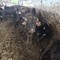 Stalle sporche e animali nel letame: sequestrata un'azienda zootecnica a Ruvo