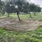 Rubano olive da un terreno a Ruvo di Puglia: uno fugge, l'altro fermato