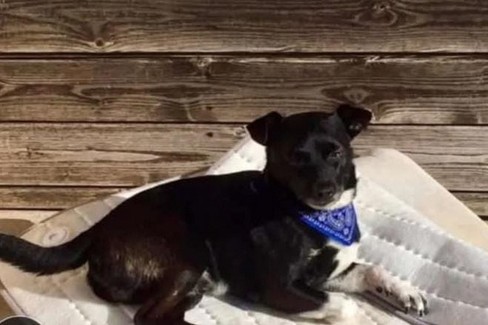 Cagnolino smarrito