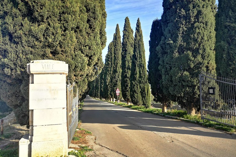 civico cimitero piantumazione cipressi Ruvo