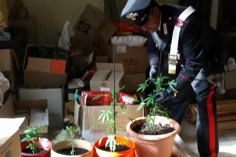 Le piante di marijuana sequestrate dai Carabinieri