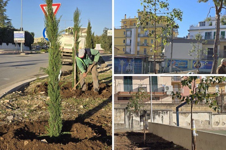 Sostituzione degli alberi nell'area della scuola San Giovanni Bosco - Disney