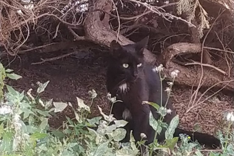 Enpa Puntina appello cuccioli