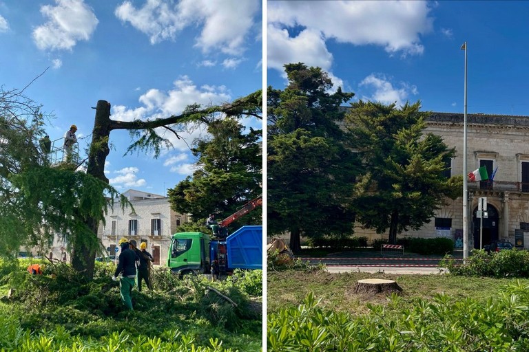 Abbattimento albero a Ruvo