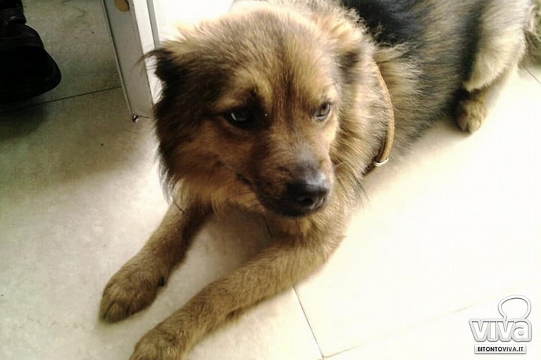 Il cane