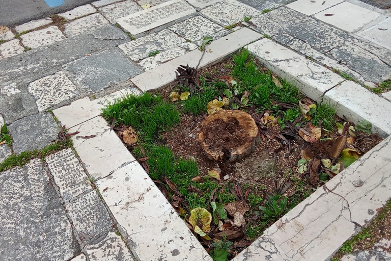 Albero tagliato su corso Carafa. <span>Foto Teresa Fiore</span>