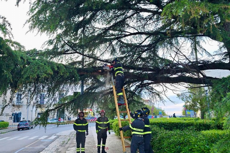 Cedro di Piazza Bovio