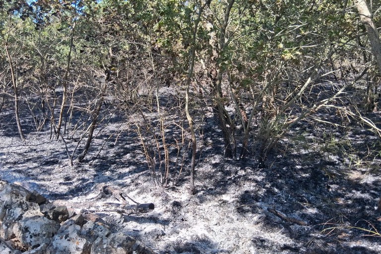 Grave incendio nel Bosco di Zio Venanzio a Ruvo, l'intervento delle Guardie Campestri