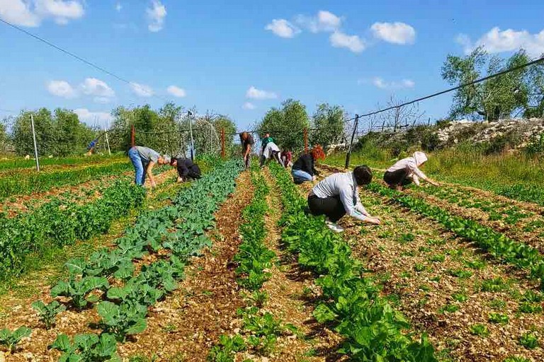 “Piantagrane": sabato 28 settembre festa di strada a Ruvo di Puglia