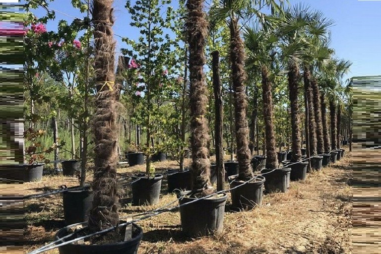 Le palme donate al comune di Bitonto