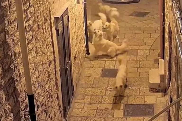 Branchi di cani randagi in circolazione notturna