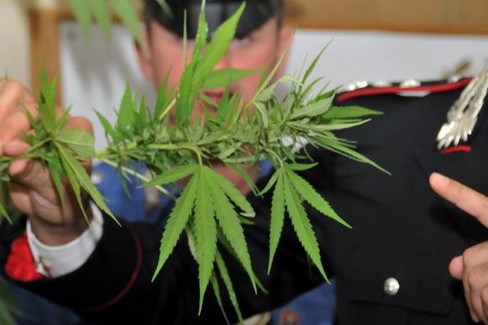 Le piante di cannabis sequestrate dai Carabinieri