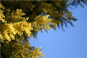 Mimose